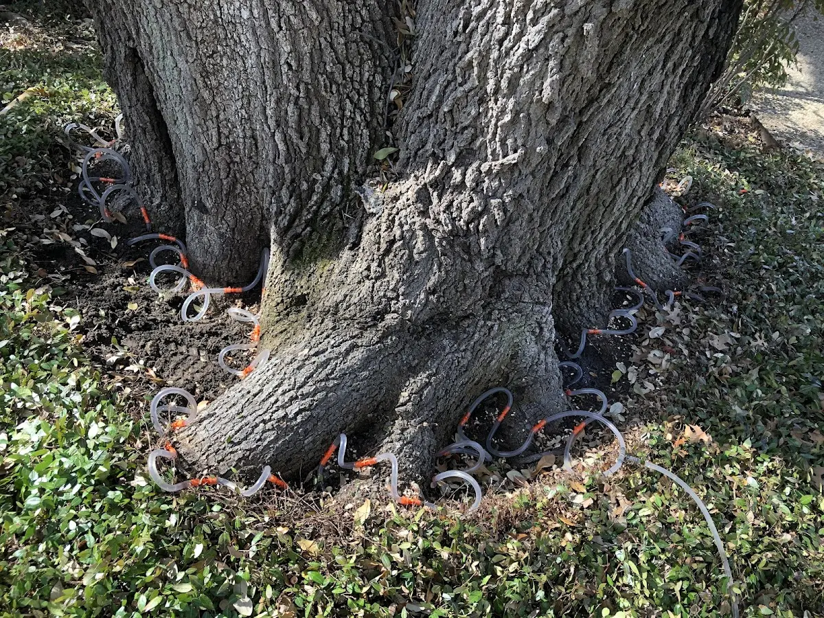 Detailed Tree Cabling and Bracing job site in Ward