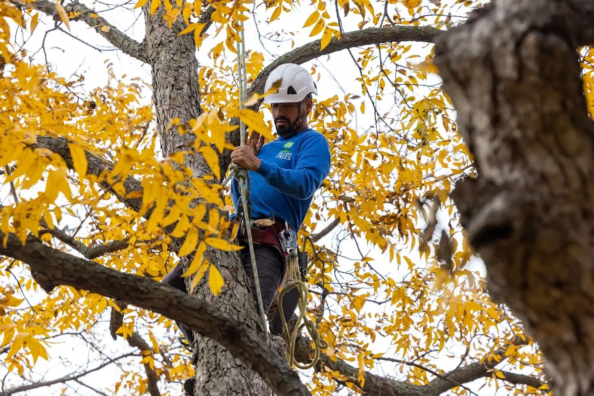 Skilled Tree Planing crew working in Ward